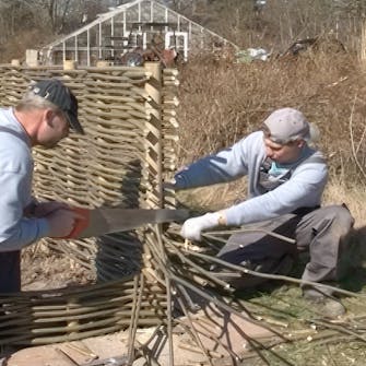 pilekviste til hegn pilekviste til hegn